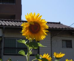 b0162790_1231154.jpg