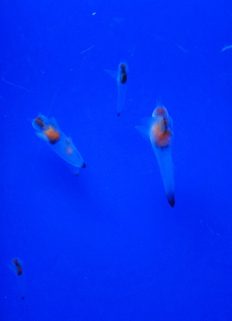 c0025895_623528.jpg
