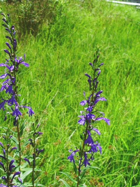 e0025300_2131098.jpg