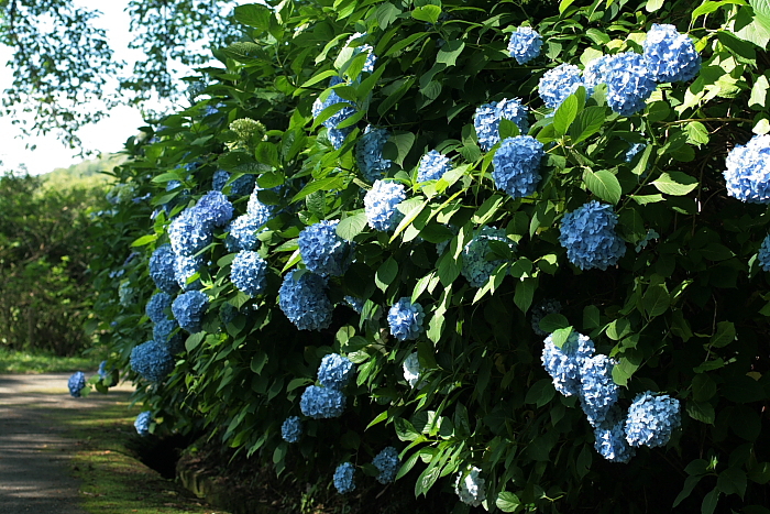 f0083400_2232513.jpg