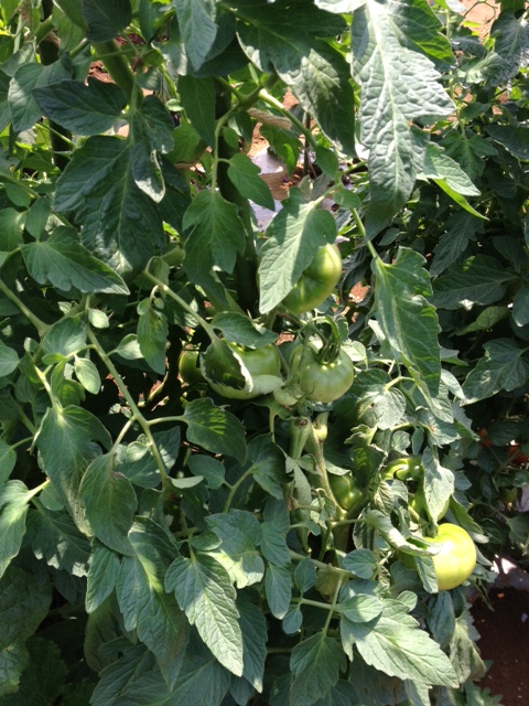 c0064706_12543625.jpg