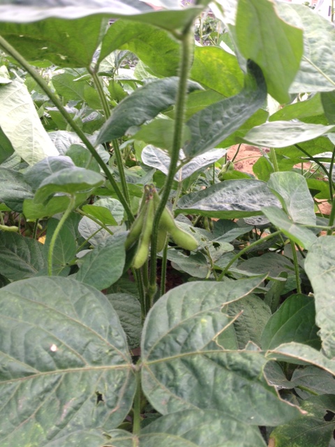 c0064706_17503385.jpg
