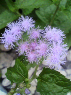 f0036223_19324355.jpg