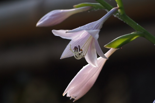 f0214527_10353420.jpg