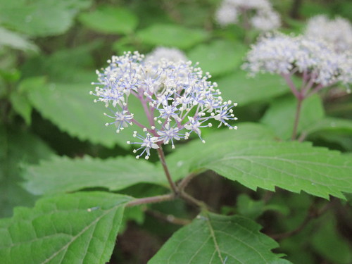 b0178339_78351.jpg