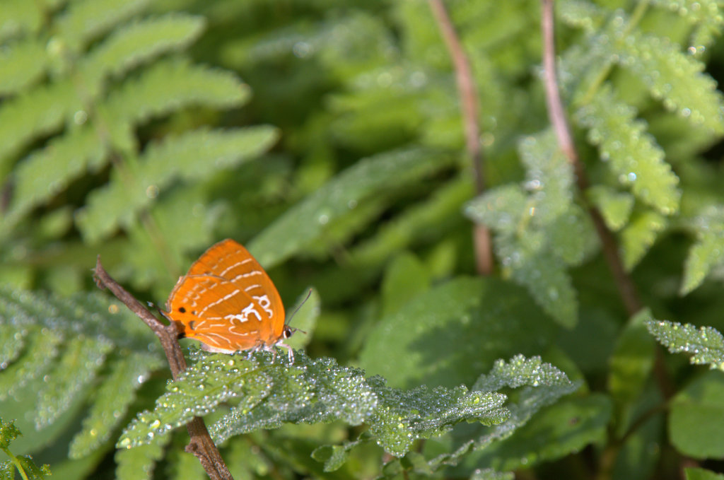 d0098057_420020.jpg