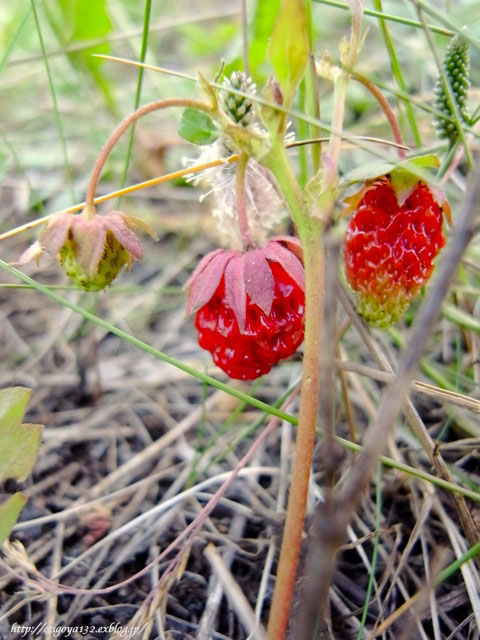 e0250594_1355844.jpg