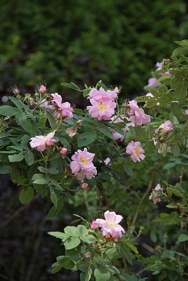 e0209997_17421452.jpg