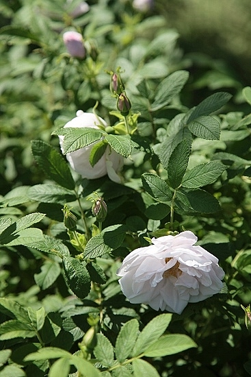 e0209997_1742430.jpg