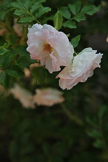 e0209997_19475744.jpg