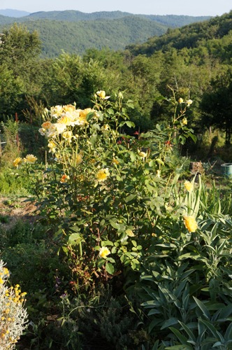 f0106597_4101631.jpg