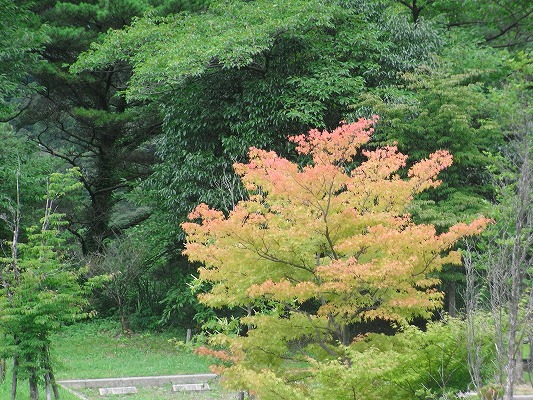 f0187402_21135280.jpg