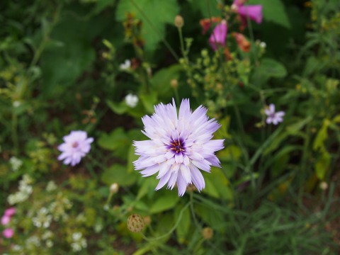 c0117007_21171361.jpg