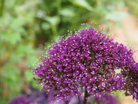 c0117007_21253121.jpg