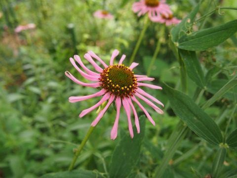 c0117007_21255276.jpg