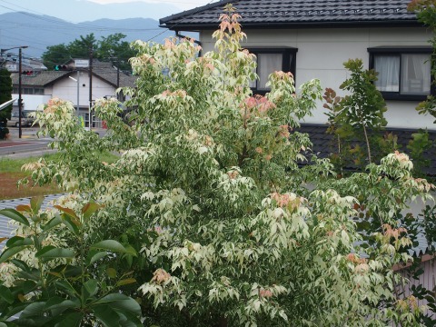 c0117007_2132784.jpg
