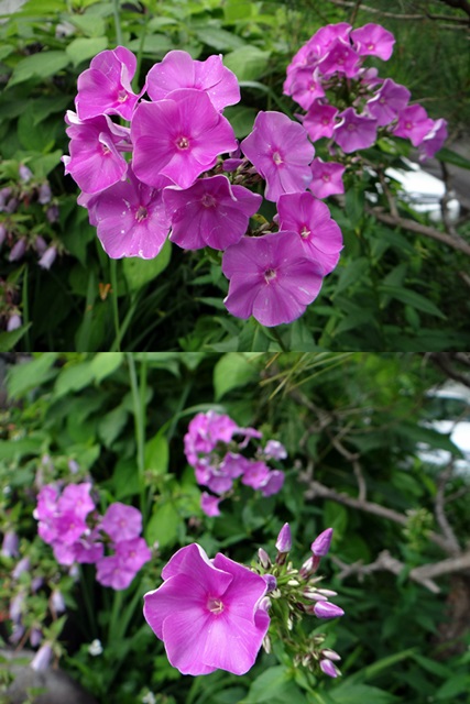 d0037233_10122943.jpg