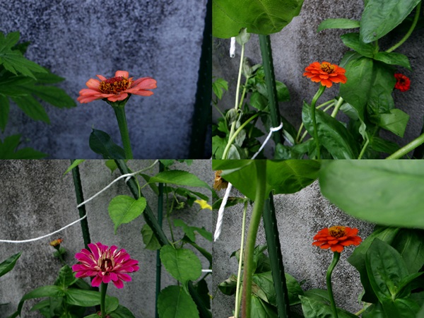 d0037233_1017404.jpg