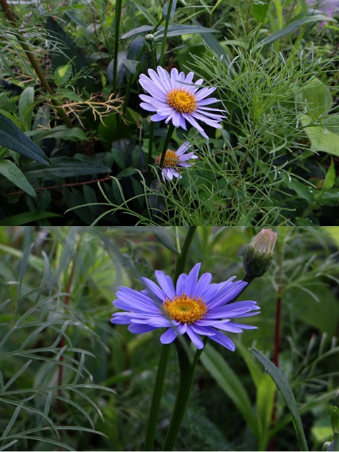 d0037233_10181141.jpg