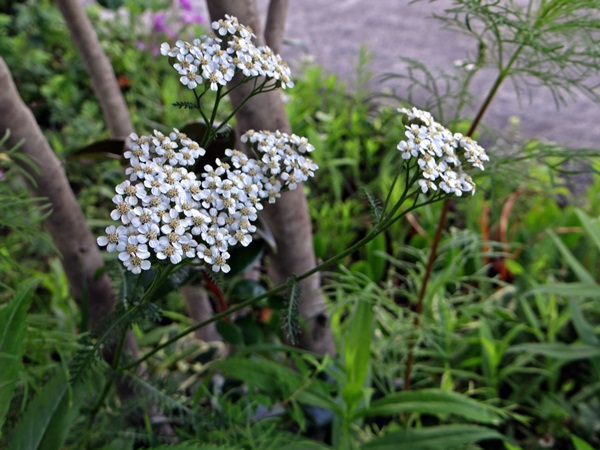d0037233_10190100.jpg