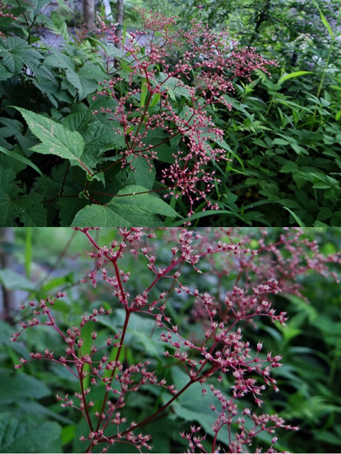 d0037233_10223661.jpg