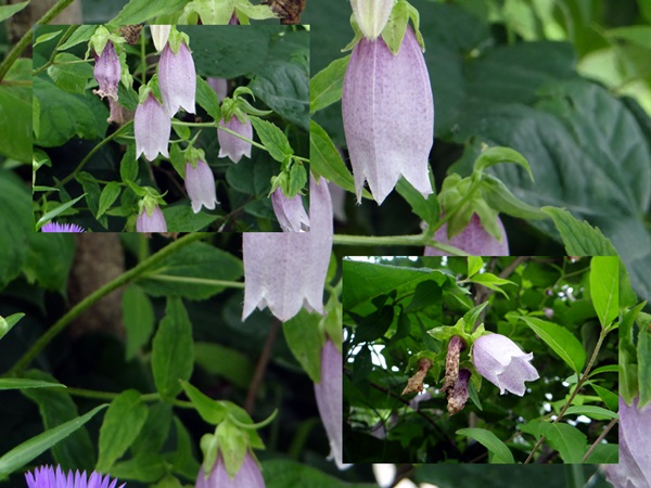 d0037233_1051797.jpg