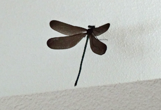c0184737_19331549.png