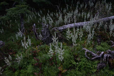 c0303868_555264.jpg