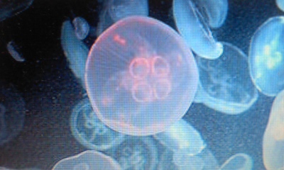 c0069380_1756589.jpg