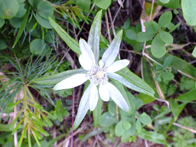 e0145782_1855333.jpg