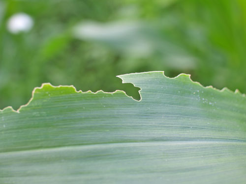 f0236291_1542577.jpg