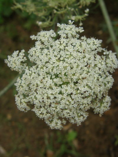 e0017396_06381.jpg