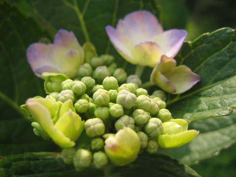f0201297_8263325.jpg
