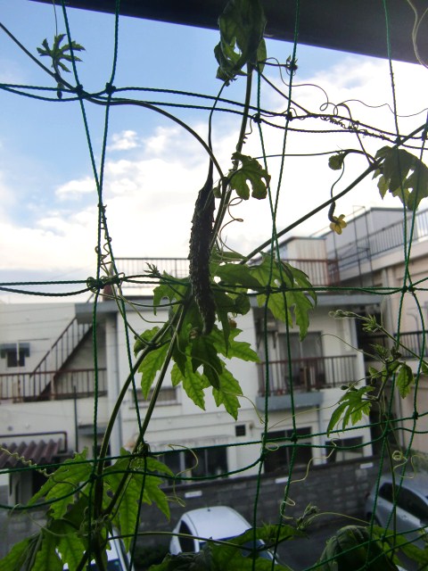 c0220724_2375895.jpg