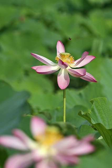a0242438_20333861.jpg