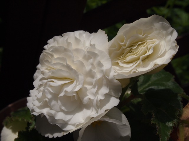 c0117239_924411.jpg