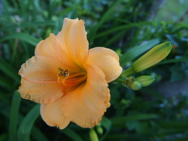 c0117239_9265231.jpg