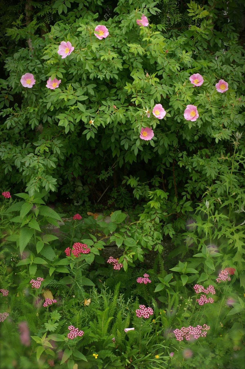 b0168859_950452.jpg