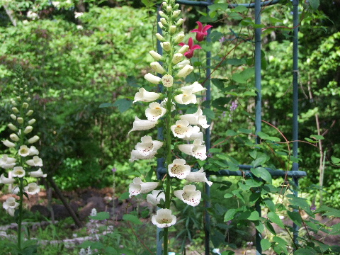 e0088260_22215844.jpg