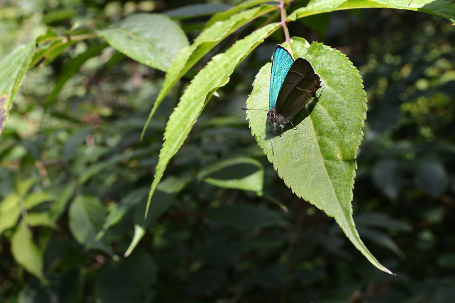 c0043361_18223727.jpg