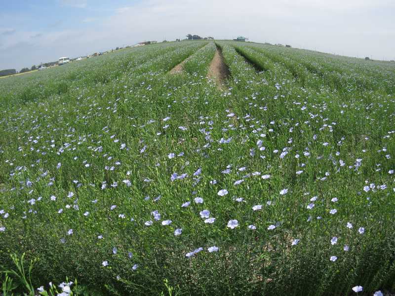 c0183777_69433.jpg