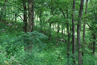 a0133886_17462837.jpg