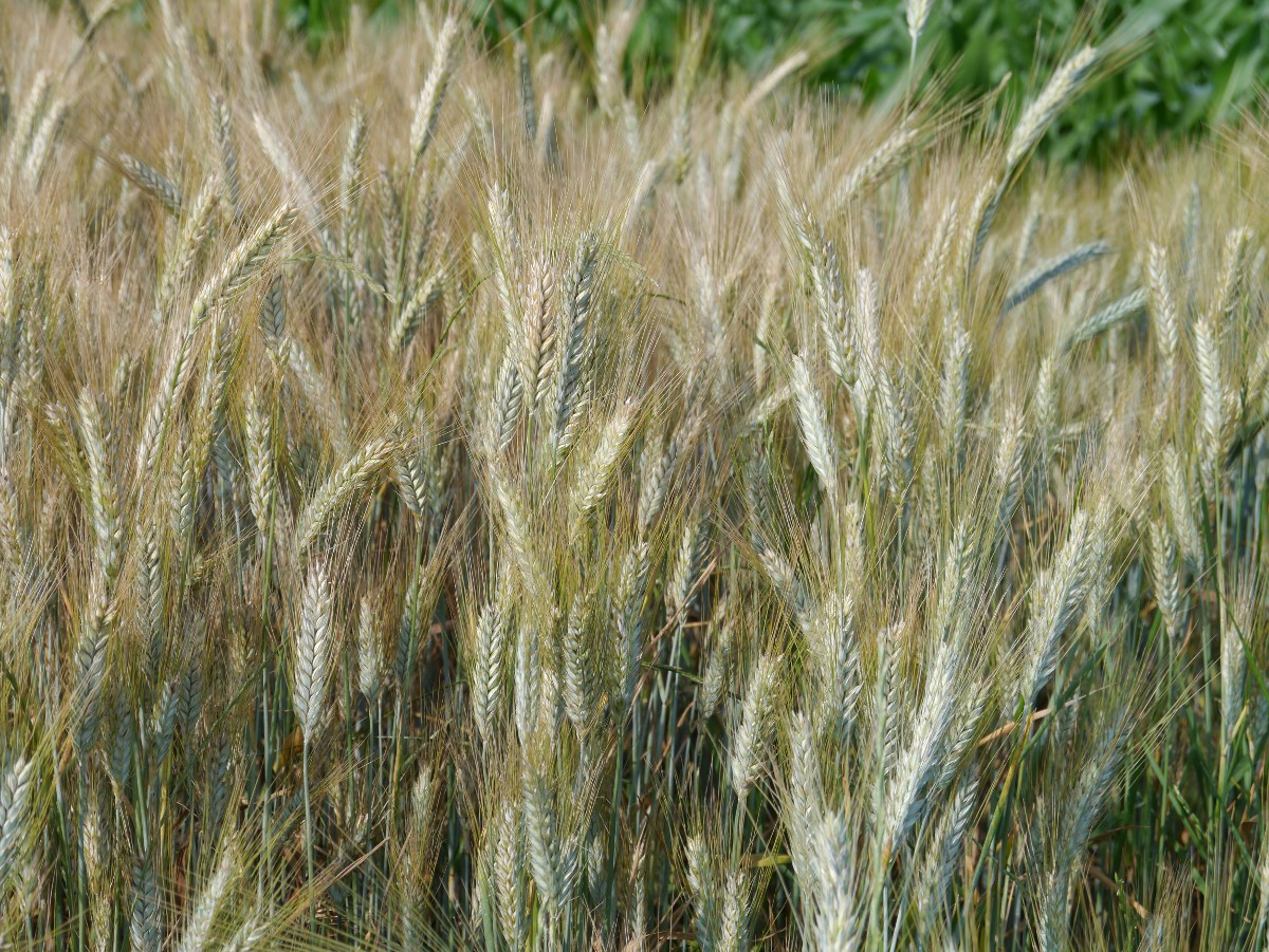 a0247194_22512920.jpg