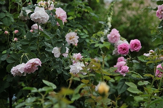 e0209997_21462952.jpg