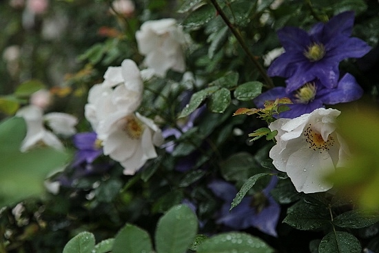 e0209997_21464149.jpg