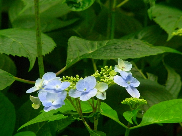 f0157901_20232473.jpg