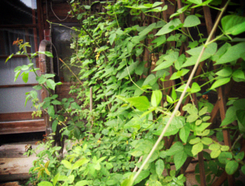 d0077603_14492571.jpg
