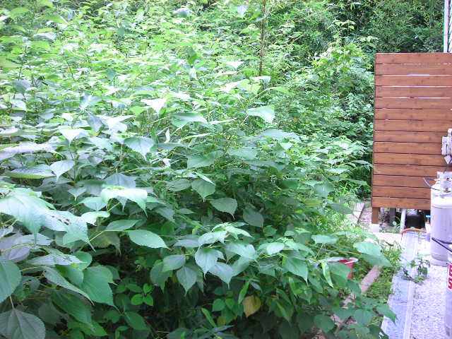 b0096418_18303576.jpg