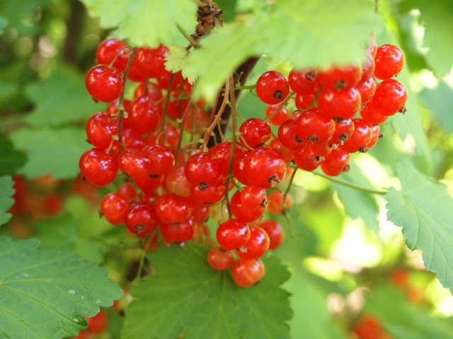 c0117239_7431620.jpg
