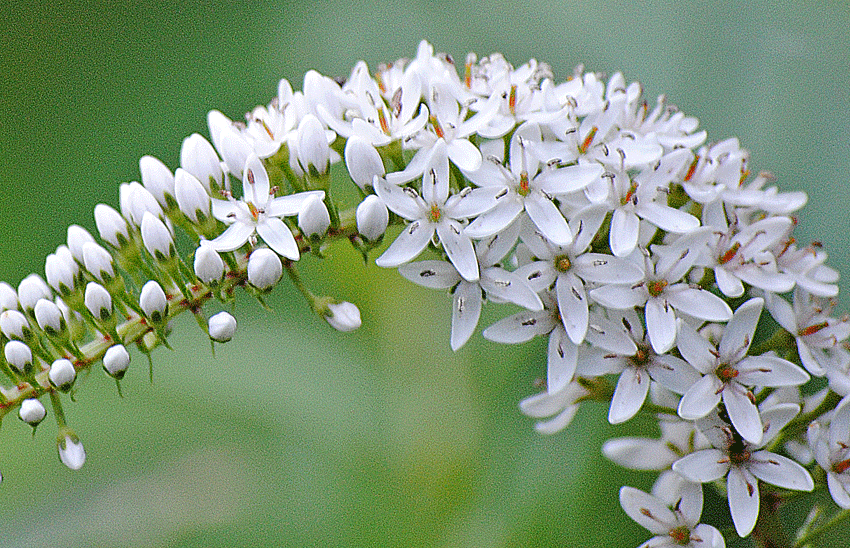 a0001354_010422.gif